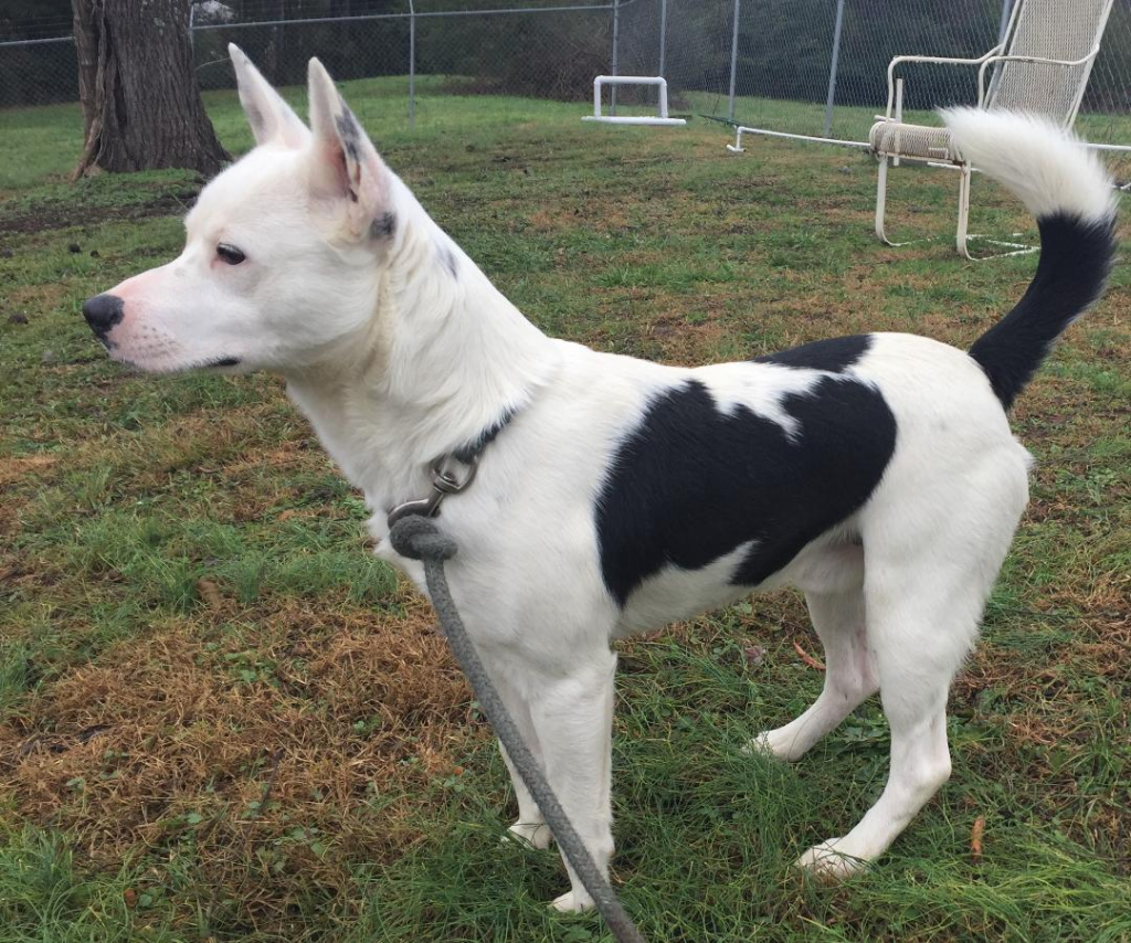 Cullman County Animal Shelter