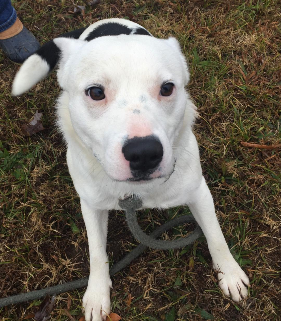 Cullman County Animal Shelter
