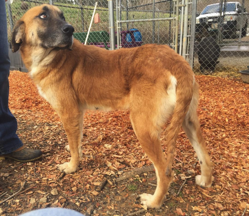 Cullman County Animal Shelter