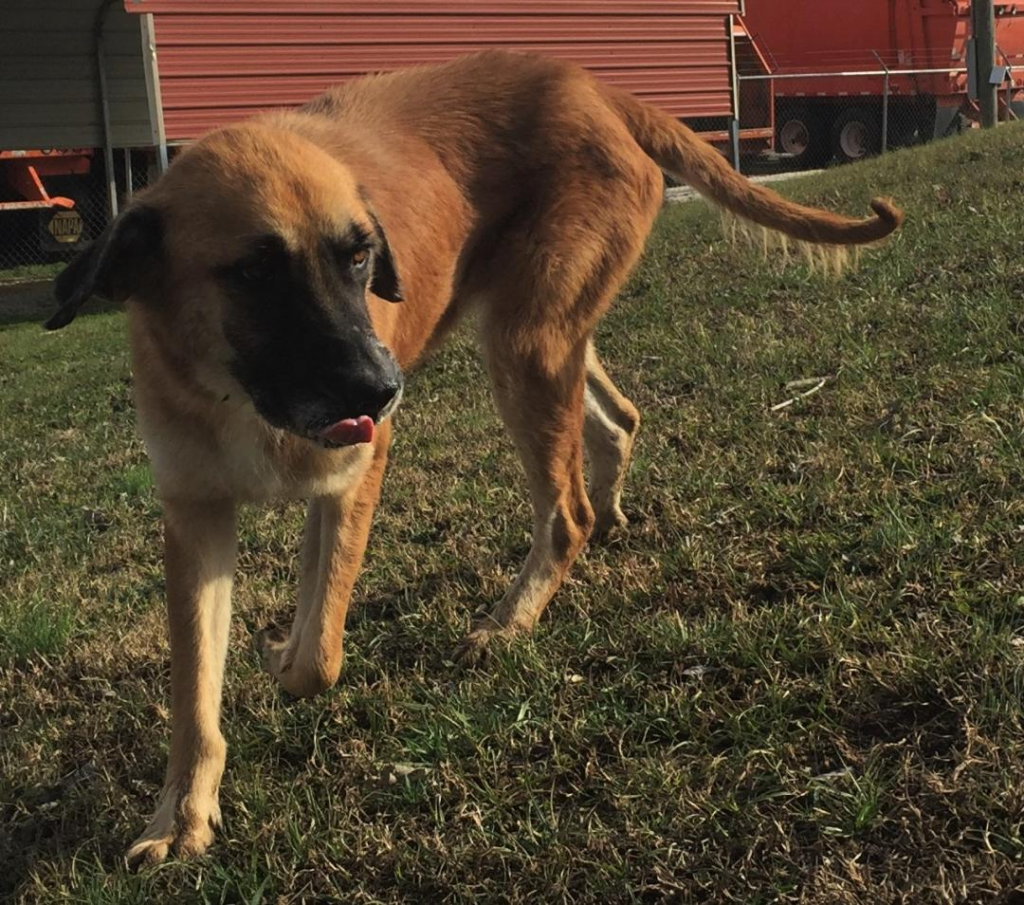 Cullman County Animal Shelter