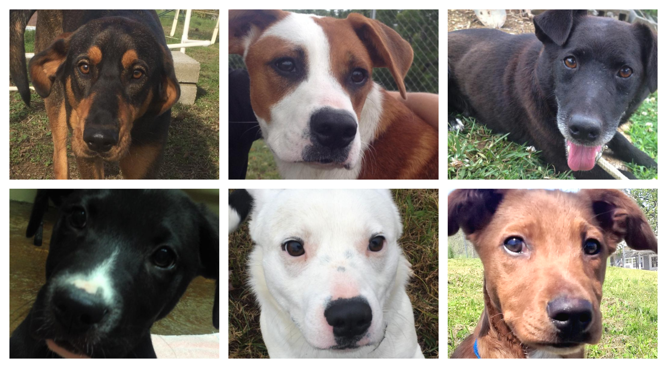 Together we can make an impact: More than 95% of the dogs featured as a Pet of the Week in 2018 were adopted or accepted by rescue services pets_of_the_week.png
