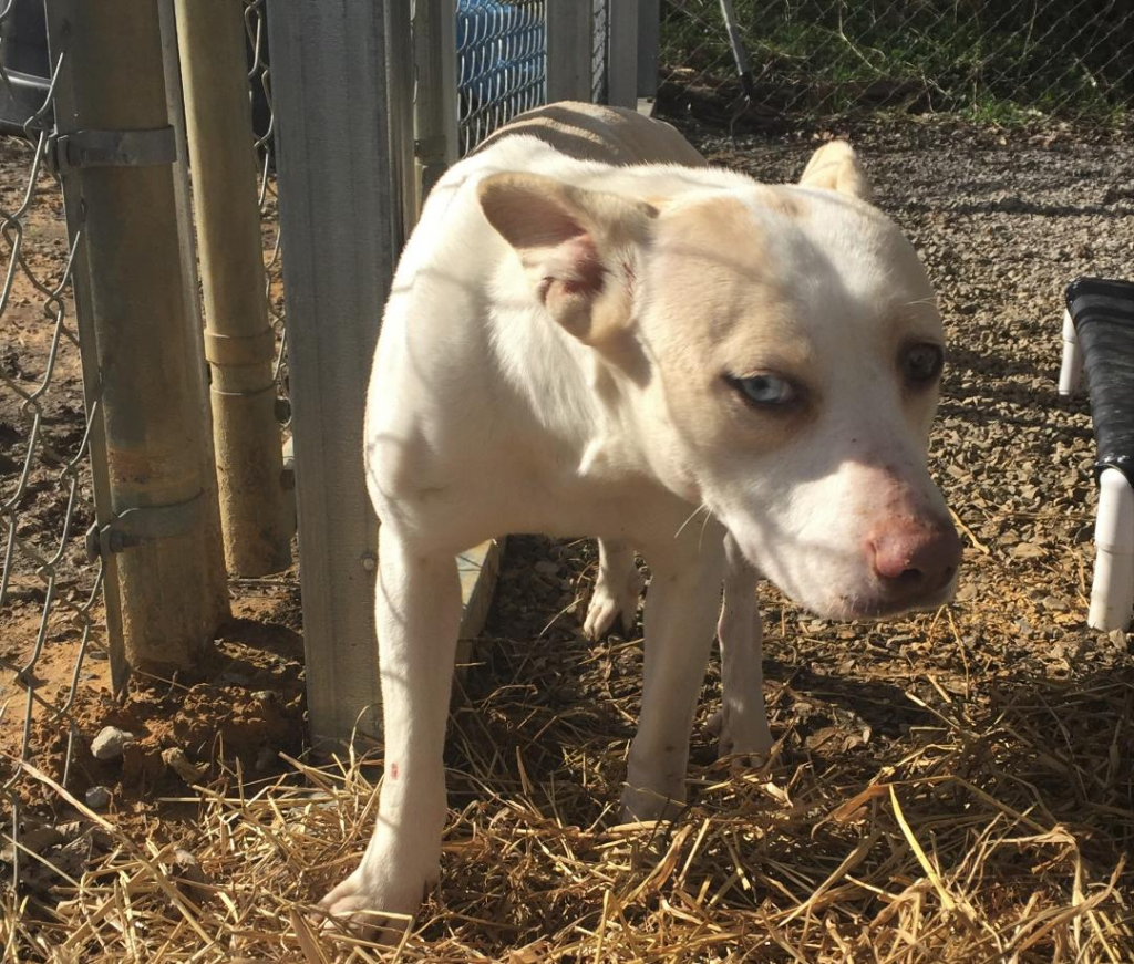 Cullman County Animal Shelter