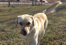 Pet of the Week: Fonzie looking for a cool friend pasted_image2.png