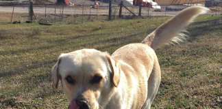 Pet of the Week: Fonzie looking for a cool friend pasted_image2.png