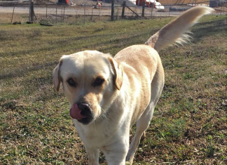 Pet of the Week: Fonzie looking for a cool friend pasted_image2.png