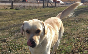 Pet of the Week: Fonzie looking for a cool friend pasted_image2.png