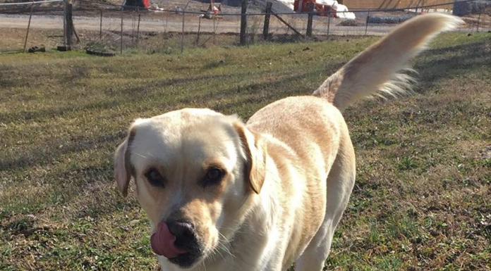 Pet of the Week: Fonzie looking for a cool friend pasted_image2.png