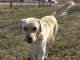 Pet of the Week: Fonzie looking for a cool friend pasted_image2.png