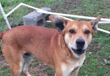 Pet of the Week: Patriot looking for his new headquarters