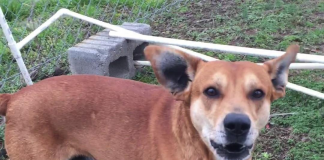 Pet of the Week: Patriot looking for his new headquarters