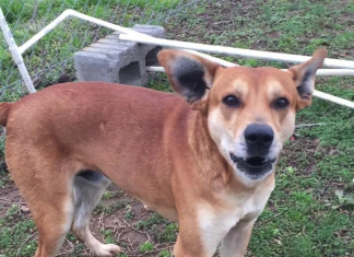 Pet of the Week: Patriot looking for his new headquarters