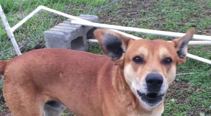 Pet of the Week: Patriot looking for his new headquarters