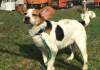 Pet of the Week: Can Bilbo be part of your fellowship? pasted_image_1.png