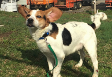 Pet of the Week: Can Bilbo be part of your fellowship? pasted_image_1.png