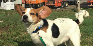 Pet of the Week: Can Bilbo be part of your fellowship? pasted_image_1.png