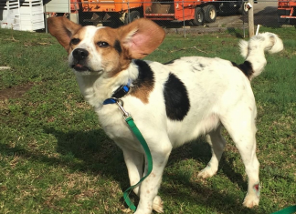 Pet of the Week: Can Bilbo be part of your fellowship? pasted_image_1.png