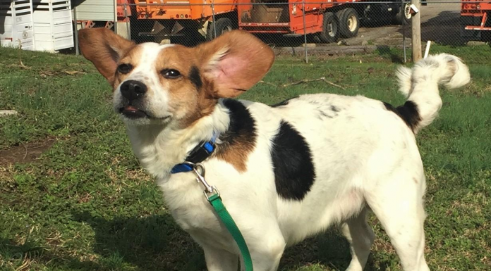 Pet of the Week: Can Bilbo be part of your fellowship? pasted_image_1.png