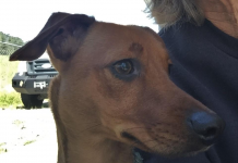 Pet of the Week: Have a Lap? You need to meet Bella! bella1.png