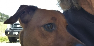 Pet of the Week: Have a Lap? You need to meet Bella! bella1.png