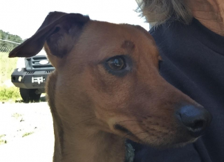 Pet of the Week: Have a Lap? You need to meet Bella! bella1.png