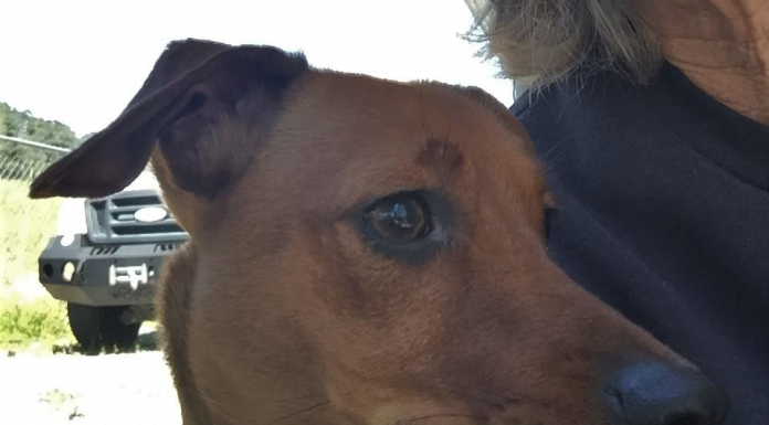 Pet of the Week: Have a Lap? You need to meet Bella! bella1.png