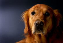 Ivey awards grant to help victims of abuse, violent crime through support dogs golden-retriever-620159_1920.jpg
