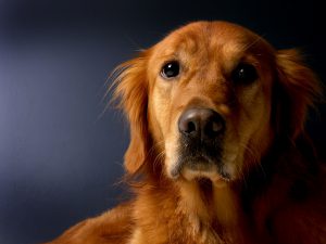 golden-retriever-620159_1920.jpg