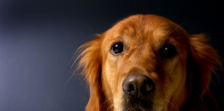 Ivey awards grant to help victims of abuse, violent crime through support dogs golden-retriever-620159_1920.jpg