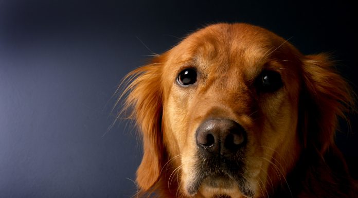 Ivey awards grant to help victims of abuse, violent crime through support dogs golden-retriever-620159_1920.jpg