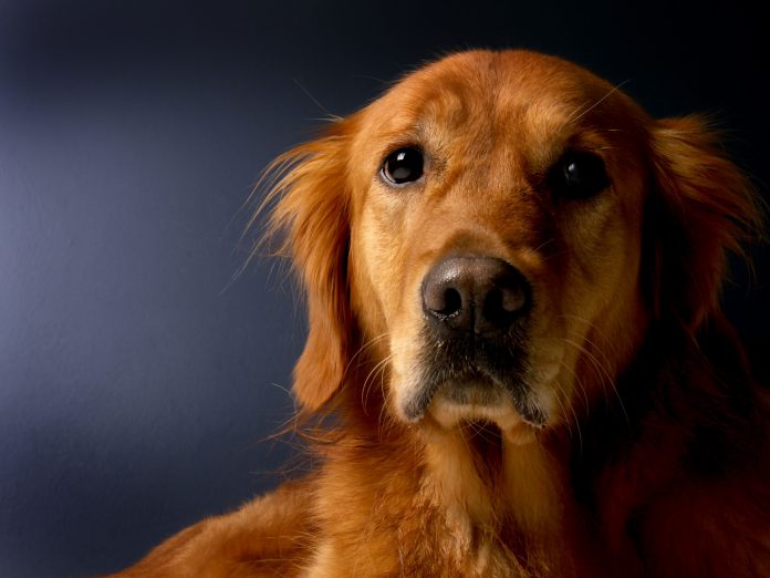 golden-retriever-620159_1920.jpg