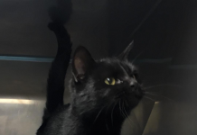 Hey, it’s a feline pet of the week! Meet Moggie pasted_image_0.png