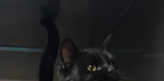 Hey, it’s a feline pet of the week! Meet Moggie pasted_image_0.png