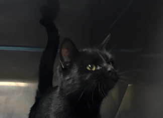 Hey, it’s a feline pet of the week! Meet Moggie pasted_image_0.png