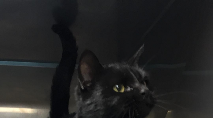 Hey, it’s a feline pet of the week! Meet Moggie pasted_image_0.png