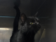 Hey, it’s a feline pet of the week! Meet Moggie pasted_image_0.png