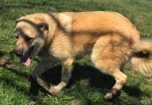 Pet of the Week: Be the center of Ginger’s world pasted_image_1.png