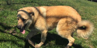 Pet of the Week: Be the center of Ginger’s world pasted_image_1.png