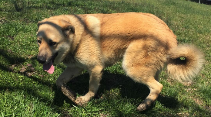 Pet of the Week: Be the center of Ginger’s world pasted_image_1.png