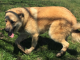 Pet of the Week: Be the center of Ginger’s world pasted_image_1.png