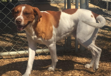 (Bonus) Pet of the Week: Make Bobo your BFF pasted_image_1.png