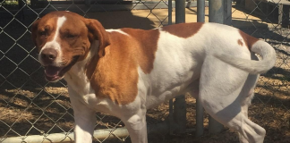 (Bonus) Pet of the Week: Make Bobo your BFF pasted_image_1.png