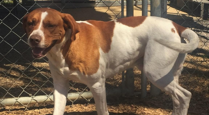 (Bonus) Pet of the Week: Make Bobo your BFF pasted_image_1.png