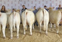 Cullman County youth bring home ribbons from Junior Beef Expo the_best_five_head_county_group_went_to_cullman_county_during_the_2019_junior_beef_expo.jpg