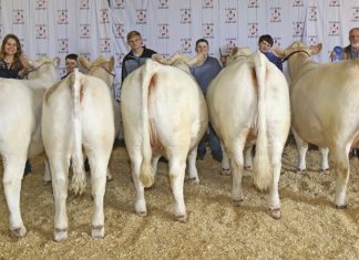 Cullman County youth bring home ribbons from Junior Beef Expo the_best_five_head_county_group_went_to_cullman_county_during_the_2019_junior_beef_expo.jpg