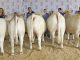 Cullman County youth bring home ribbons from Junior Beef Expo the_best_five_head_county_group_went_to_cullman_county_during_the_2019_junior_beef_expo.jpg