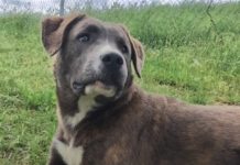 Pet of the Week: Say hello to Houla!