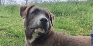 Pet of the Week: Say hello to Houla!