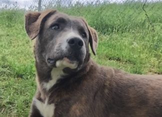 Pet of the Week: Say hello to Houla!