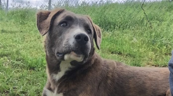 Pet of the Week: Say hello to Houla!