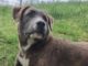 Pet of the Week: Say hello to Houla!